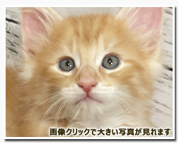 ノルウェージャンフォレストキャット