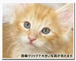 ノルウェージャンフォレストキャット