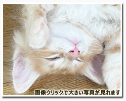 ノルウェージャンフォレストキャット