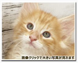 ノルウェージャンフォレストキャット