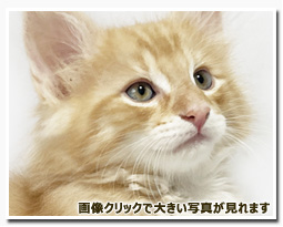 ノルウェージャンフォレストキャット