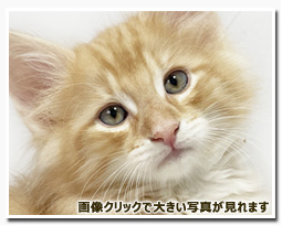 ノルウェージャンフォレストキャット