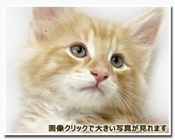 ノルウェージャンフォレストキャット