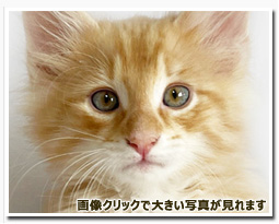 ノルウェージャンフォレストキャット