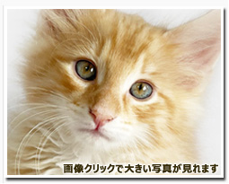 ノルウェージャンフォレストキャット