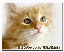 ノルウェージャンフォレストキャット