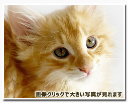 ノルウェージャンフォレストキャット