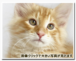 ノルウェージャンフォレストキャット