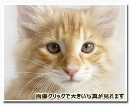 ノルウェージャンフォレストキャット