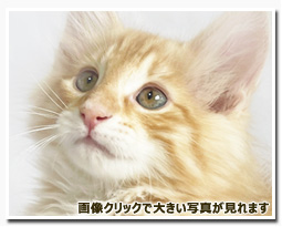 ノルウェージャンフォレストキャット