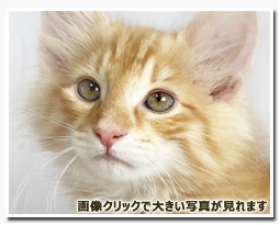 ノルウェージャンフォレストキャット