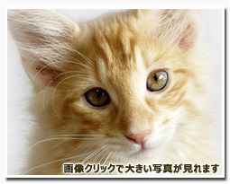 ノルウェージャンフォレストキャット