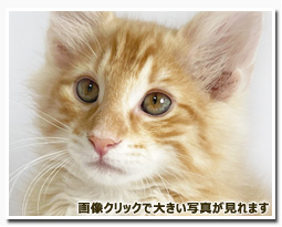 ノルウェージャンフォレストキャット