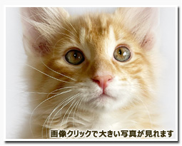 ノルウェージャンフォレストキャット