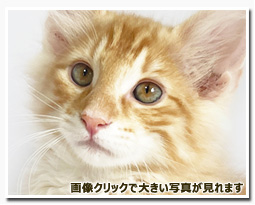 ノルウェージャンフォレストキャット