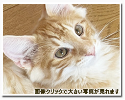 ノルウェージャンフォレストキャット