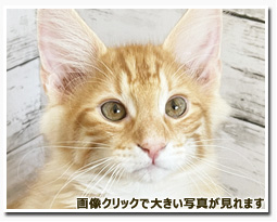 ノルウェージャンフォレストキャット