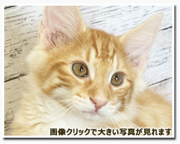 ノルウェージャンフォレストキャット