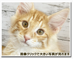 ノルウェージャンフォレストキャット