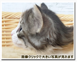 ノルウェージャンフォレストキャット