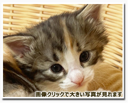 ノルウェージャンフォレストキャット