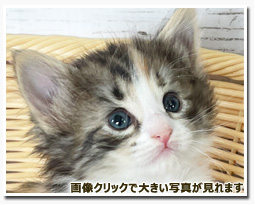 ノルウェージャンフォレストキャット