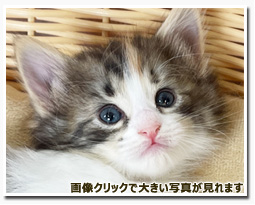 ノルウェージャンフォレストキャット