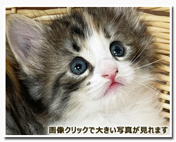 ノルウェージャンフォレストキャット