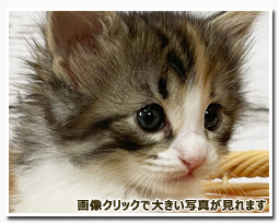 ノルウェージャンフォレストキャット