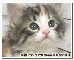 ノルウェージャンフォレストキャット