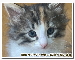 ノルウェージャンフォレストキャット