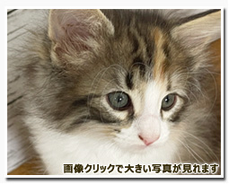 ノルウェージャンフォレストキャット