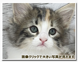 ノルウェージャンフォレストキャット