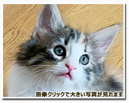 ノルウェージャンフォレストキャット