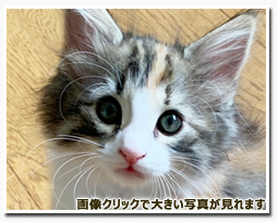 ノルウェージャンフォレストキャット