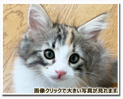 ノルウェージャンフォレストキャット