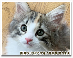 ノルウェージャンフォレストキャット