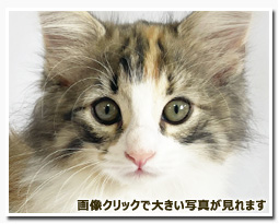 ノルウェージャンフォレストキャット