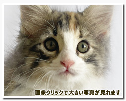 ノルウェージャンフォレストキャット