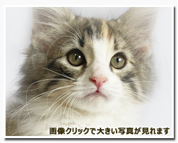 ノルウェージャンフォレストキャット