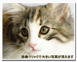 ノルウェージャンフォレストキャット
