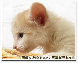 ノルウェージャンフォレストキャット