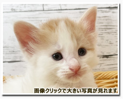 ノルウェージャンフォレストキャット