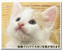 ノルウェージャンフォレストキャット