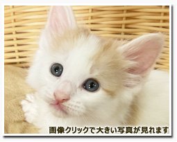 ノルウェージャンフォレストキャット