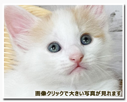 ノルウェージャンフォレストキャット