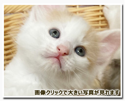 ノルウェージャンフォレストキャット