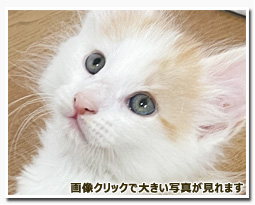 ノルウェージャンフォレストキャット