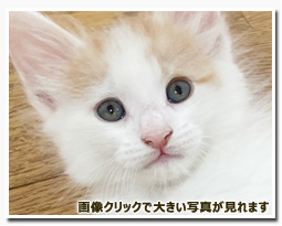 ノルウェージャンフォレストキャット