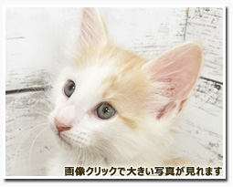 ノルウェージャンフォレストキャット